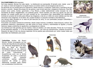 FALCONIFORMES (304 especies)
Son aves rapaces, diurnas, de vuelo rápido. La distribución es cosmopolita. El tamaño varía desde unos 13
cm. hasta un metro de longitud en el águila harpía o el cóndor andino con envergadura alar de 3 m.
Se alimentan de una amplia gama de organismos, desde insectos y crustáceos, hasta aves y mamíferos de gran
tamaño y carroña. Atrapan las presas con las garras y usan el pico para tirar y desgarrar el alimento. Para ello,
poseen picos cortos, fuertes, ganchudos y muy filosos y patas relativamente cortas (excepto las aves
secretarias de África: Saggittaridae), con potentes garras. Tienen también una vista muy aguda; los ojos son
grandes con amplia pupila para una gran entrada de luz, musculatura bien desarrollada que rápidamente
controla la curvatura de la lente para enfocar las imágenes y más de un millón de conos (células que dan alta
resolución a las imágenes) en la retina. Así, pueden localizar un pequeño mamífero a dos kilómetros.
Las narinas están situadas en un área de piel desnuda (la cera), no son perforadas (excepto Cathartidae o
buitres del Nuevo Mundo).
Frecuentan una amplia variedad de ambientes, desde costas marinas y cordilleras, hasta bosques y selvas. Son
excelentes voladoras y planeadoras. Las alas varían en forma: anchas y redondeadas en águilas y muchas
halcones; largas y estrechas en aguiluchos y puntiagudas en milanos.
Las hembras son más grandes que los machos. Crían en árboles o en sitios elevados. Ponen de 3 a 5 huevos
en las pequeñas especies o 1-2 en las especies grandes. Las crías son semiprecoces, cubiertos de plumón.
Después de dejar el nido los jóvenes dependen de los padres para alimentarse por varios meses hasta que
desarrollan las habilidades para cazar.
Sagittaridae
Sagittarius serpentarius
Pandionidae
Pandion haliaetus
Cathartidae (buitres del Nuevo
Mundo), familia convergente con los
buitres del Viejo Mundo (Accipitridae).
Las relaciones filogenéticas de estas
aves es tema de discusión.
Morfológicamente se las relaciona
con las aves raptoras formando parte
del orden Falconiformes o
Accipitriformes junto con la familia
Accipitridae. En base a evidencias
moleculares, por presentar
urohidrosis, narinas perforadas,
ausencia de siringe y garras
débilmente curvadas estos buitres
son considerados Ciconiiformes.
Falconidae
Accipitridae
 