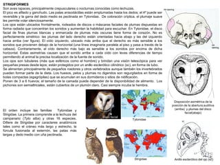 STRIGIFORMES
Son aves rapaces, principalmente crepusculares o nocturnas conocidas como lechuzas.
El pico es afilado y ganchudo. Las patas anisodáctilas están emplumadas hasta los dedos; el 4º puede ser
reversible y la garra del dedo medio es pectinada en Tytonidae. De coloración críptica, el plumaje suave
les permite volar silenciosamente.
Los ojos están ubicados frontalmente, rodeados de discos o máscaras faciales de plumas dispuestas en
forma radiada que concentran los sonidos y aumentan la habilidad para escuchar. En Tytonidae, el disco
facial de finas plumas blancas y enmarcada de plumas más oscuras tiene forma de corazón. No es
perfectamente simétrico: las plumas del lado derecho están orientadas hacia abajo y las del izquierdo
hacia arriba (ver figura). El oído izquierdo, ubicado más arriba que el derecho es más sensible a los
sonidos que provienen debajo de la horizontal (una línea imaginaria paralela al piso y pasa a través de la
cabeza). Contrariamente, el oído derecho más bajo es sensible a los sonidos por encima de dicha
horizontal. Estas asimetrías causan que el sonido arribe a cada oído con leves diferencias de tiempo
permitiendo al animal la precisa localización de la fuente de sonido.
Los ojos son tubulares (más que esféricos como el hombre) y brindan una visión telescópica para ver
pequeñas presas desde lejos; están protegidos por un anillo esclerótico cilíndrico (sc), en forma de tubo.
Se alimentan principalmente de pequeños roedores y otros vertebrados aunque también los invertebrados
pueden formar parte de la dieta. Los huesos, pelos y plumas no digeridos son regurgitados en forma de
bolas compactas (egagrópilas) que se acumulan en sus dormideros o sitios de nidificación.
Ponen de 3 a 6 huevos; el tamaño de la camada puede depender de la disponibilidad de alimento. Los
pichones son semialtriciales, están cubiertos de un plumón claro. Casi siempre incuba la hembra.
disco facial
Strigidae (189 especies)
Anillo esclerótico del ojo (sc)
Disposición asimétrica de la
posición de la abertura auditiva
(arriba) y plumas del disco
facial(abajo)
El orden incluye las familias Tytonidae y
Strigidae. La primera comprende a la lechuza del
campanario (Tyto alba) y otras 16 especies.
Difiere de Strigidae por caracteres anatómicos
tales como el cráneo más largo y estrecho, la
fúrcula fusionada al esternón, las patas más
largas y dedo medio con uña pectinada.
Strigidae
Tytonidae
 