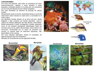 CORACIIFORMES
Con unas 218 especies, este orden se caracteriza por tener
proporcionalmente, cabezas y picos grandes y patas
pequeñas, sindáctilas (dedos 2 y 3 unidos por una membrana)
con los músculos flexores de los 4 dedos acoplados.
Con gran diversidad de patrones de plumaje de colores
vívidos.
Generalmente cazan al acecho, lanzándose desde un punto de
observación sobre insectos en vuelo corto o a animales en el
suelo o agua.
Las diferentes familias difieren en la forma del pico, desde
delgados y algo curvados con bordes aserrados para la
captura de insectos (Meropide del Viejo Mundo y Momotidae,
familia neotropical) o rectos, puntiagudos y fuertes, aplanados
como en los martines pescadores (Alcedinidae) hasta los
enormes picos de los cálaos (Bucerotidae). Estos últimos son
omnívoros, reconocibles por un casco de queratina que
recubre un soporte óseo de estructura esponjosa, más
desarrollado en los machos.
Son aves nidícolas (altriciales). Anidan en cavidades. En
algunas especies hay cría cooperativa.
Ejemplos de Coraciiformes son las siguientes familias:
Bucerotidae Alcedinidae
Meropidae
Momotidae
Diversidad de
picos
 