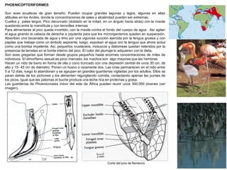 PHOENICOPTERIFORMES
Son aves acuáticas de gran tamaño. Pueden ocupar grandes lagunas y lagos, algunas en altas
altitudes en los Andes, donde la concentraciones de sales y alcalinidad pueden ser extremas.
Cuellos y patas largos. Pico decurvado (doblado en la mitad, en un ángulo hacia atrás) con la maxila
quedando entre la mandíbula y con laminillas internas
Para alimentarse el pico queda invertido, con la maxila contra el fondo del cuerpo de agua . Así agitan
el agua girando la cabeza de derecha a izquierda para que los microrganismos queden en suspensión.
Absorben una bocanada de agua y limo por una vigorosa succión ejercida por la lengua gruesa y con
papilas que trabaja como un émbolo aspirante; luego, expulsan el agua con la lengua que ahora actúa
como una bomba impelente. Así, pequeños crustáceos, moluscos y diatomeas quedan retenidos por la
presencia de lamelas en el borde interno del pico. El color del plumaje lo adquieren con la dieta.
Son aves gregarias que forman desde grupos pequeños hasta enormes concentraciones de miles de
individuos. El dimorfismo sexual es poco marcado, los machos son algo mayores que las hembras.
Hacen un nido de barro en forma de olla o cono truncado con una depresión central de unos 30 cm. de
alto y 15- 45 cm de diámetro. Ponen un huevo o raramente dos. Las crías permanecen en el nido entre
5 a 12 días, luego lo abandonan y se agrupan en grandes guarderías vigiladas por los adultos. Ellos se
paran detrás de los pichones y los alimentan regurgitando comida, contactando apenas las puntas de
los picos. Igual que las palomas el buche produce una leche rica en proteínas y grasa.
Las guarderías de Phoeniconaias minor del este de África pueden reunir unos 300.000 jóvenes (ver
imagen).
Corte del pico de flamenco
lengua
 