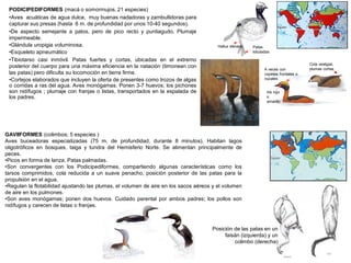 Iris rojo
o
amarillo
Hallux elevado Patas
lobuladas
GAVIIFORMES (colimbos; 5 especies )
Aves buceadoras especializadas (75 m. de profundidad, durante 8 minutos). Habitan lagos
oligotróficos en bosques, taiga y tundra del Hemisferio Norte. Se alimentan principalmente de
peces.
•Picos en forma de lanza. Patas palmadas.
•Son convergentes con los Podicipediformes, compartiendo algunas características como los
tarsos comprimidos, cola reducida a un suave penacho, posición posterior de las patas para la
propulsión en el agua.
•Regulan la flotabilidad ajustando las plumas, el volumen de aire en los sacos aéreos y el volumen
de aire en los pulmones.
•Son aves monógamas; ponen dos huevos. Cuidado parental por ambos padres; los pollos son
nidífugos y carecen de listas o franjas.
Posición de las patas en un
faisán (izquierda) y un
colimbo (derecha)
A veces con
copetes frontales o
nucales
Cola vestigial,
plumas cortas
PODICIPEDIFORMES (macá o somormujos, 21 especies)
•Aves acuáticas de agua dulce, muy buenas nadadoras y zambullidoras para
capturar sus presas (hasta 6 m. de profundidad por unos 10-40 segundos).
•De aspecto semejante a patos, pero de pico recto y puntiagudo. Plumaje
impermeable.
•Glándula uropigia voluminosa.
•Esqueleto apneumático
•Tibiotarso casi inmóvil. Patas fuertes y cortas, ubicadas en el extremo
posterior del cuerpo para una máxima eficiencia en la natación (timonean con
las patas) pero dificulta su locomoción en tierra firme.
•Cortejos elaborados que incluyen la oferta de presentes como trozos de algas
o corridas a ras del agua. Aves monógamas. Ponen 3-7 huevos; los pichones
son nidífugos ; plumaje con franjas o listas, transportados en la espalada de
los padres.
 