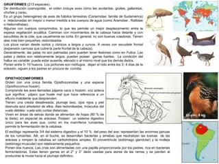 GRUIFORMES (213 especies).
De distribución cosmopolita, el orden incluye aves como las avutardas, grullas, gallaretas,
chuñas y carau.
Es un grupo heterogéneo de aves de hábitos terrestres (Cariamidae: familia de Sudamérica)
o relacionadas en mayor o menor medida a los cuerpos de agua (como Aramidae , Rallidae
o Heliornithidae) .
Algunas con cuerpos comprimidos, lo que les permite un mejor desplazamiento entre la
espesa vegetación acuática. Caminan con movimientos de la cabeza hacia delante y con
sacudidas de la cola, que usualmente es corta. En general, no son buenas voladoras. Tienen
alas más bien pequeñas, redondeadas
Los picos varían desde cortos y cónicos a largos y curvos. A veces con escudete frontal
(expansión carnosa que cubre la parte frontal de la cabeza).
Generalmente, las patas no son palmadas pero pueden tener festones como en Fulica. Las
patas y dedos son relativamente largos, pueden poseer garras fuertes. La condición del
hallux es variable: puede estar ausente, elevado o al mismo nivel que los demás dedos.
Ponen entre 5- 10 huevos. Los pichones son nidífugos, dejan el nido entre los 2- 4 días de la
eclosión, siguen a los padres en procura de comida.
60 cm.; 8 kg.
OPISTHOCOMIFORMES
Orden con una única familia Opisthocomidae y una especie
(Opisthocomus hoazin).
Comprende las aves llamadas pájaros vaca o hoatzin, voz azteca
que significa pájaro que huele mal que hace referencia a un
efluvio maloliente que desprenden.
Tienen una cresta desalineada, plumaje laxo, ojos rojos y piel
desnuda azul alrededor de ellos. Alas redondeadas, músculos del
vuelo débiles: vuela sólo cortas distancias.
Viven en áreas de selvas donde se alimentan de hojas (80 % de
la dieta), en especial de aráceas. Poseen un sistema digestivo
único para las aves que, como en los mamíferos rumiantes,
permite la fermentación de la celulosa.
El esófago representa 3/4 del sistema digestivo y el 10 % del peso del ave: representan las enormes panzas
de los rumiantes. Allí, en el buche, se desarrollan bacterias y amebas que neutralizan las toxinas de las
aráceas y rompen la celulosa en carbohidratos simples. El proventrículo (estómago glandular) y la molleja
(estómago muscular) son relativamente pequeños.
Ponen dos huevos. Las crías son alimentadas con una papilla proporcionada por los padres, rica en bacterias
fermentadoras. Estas tienen garras en el 2° y 3° dedo usadas para asirse de las ramas y se pierden al
producirse la muda hacia el plumaje definitivo.
 