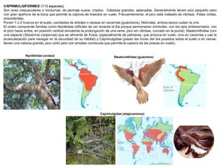 CAPRIMULGIFORMES (113 especies).
Son aves crepusculares o nocturnas, de plumaje suave, críptico. Cabezas grandes, aplanadas. Generalmente tienen pico pequeño pero
con gran apertura de la boca que permite la captura de insectos en vuelo. Frecuentemente, el pico está rodeado de vibrisas. Patas cortas,
anisodáctilas.
Ponen 1 o 2 huevos en el suelo, cavidades de árboles o repisas en cavernas (guácharos). Nidícolas, ambos sexos cuidan la cría.
El orden comprende familias como Nyctibidae (difíciles de ver durante el día porque permanecen inmóviles, con los ojos entrecerrados, con
el pico hacia arriba, en posición vertical simulando la prolongación de una rama; pico sin vibrisas, curvado en la punta); Steatornithidae (con
una especie (Steatornis caripensis) que se alimenta de frutos, especialmente de palmeras, que arranca en vuelo; vive en cavernas y usa la
ecolocalización para navegar en la oscuridad de su hábitat) y Caprimulgidae (pasan las horas del día posados sobre el suelo o en ramas;
tienen una cabeza grande, pico corto pero con amplias comisuras que permite la captura de las presas en vuelo).
Nyctibiidae (urutaú) Steatornithidae (guácharo)
Caprimulgidae (atajacaminos)
 