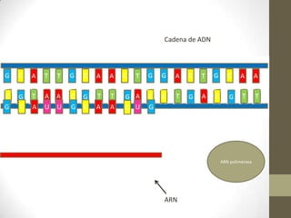 Cadena de ADNUUUGGGAAACCCARN polimerasaARN