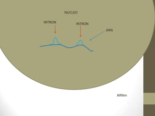 NUCLEOINTRONINTRONARNARNm