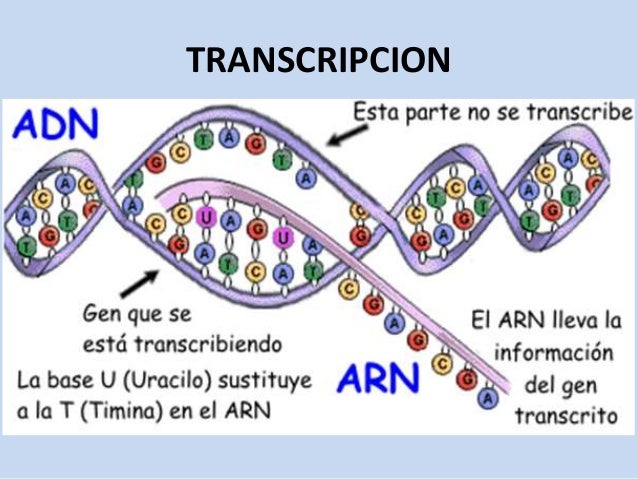 Control GenÉtico De La SÍntesis Proteica Las Funciones De La CÉlula Y