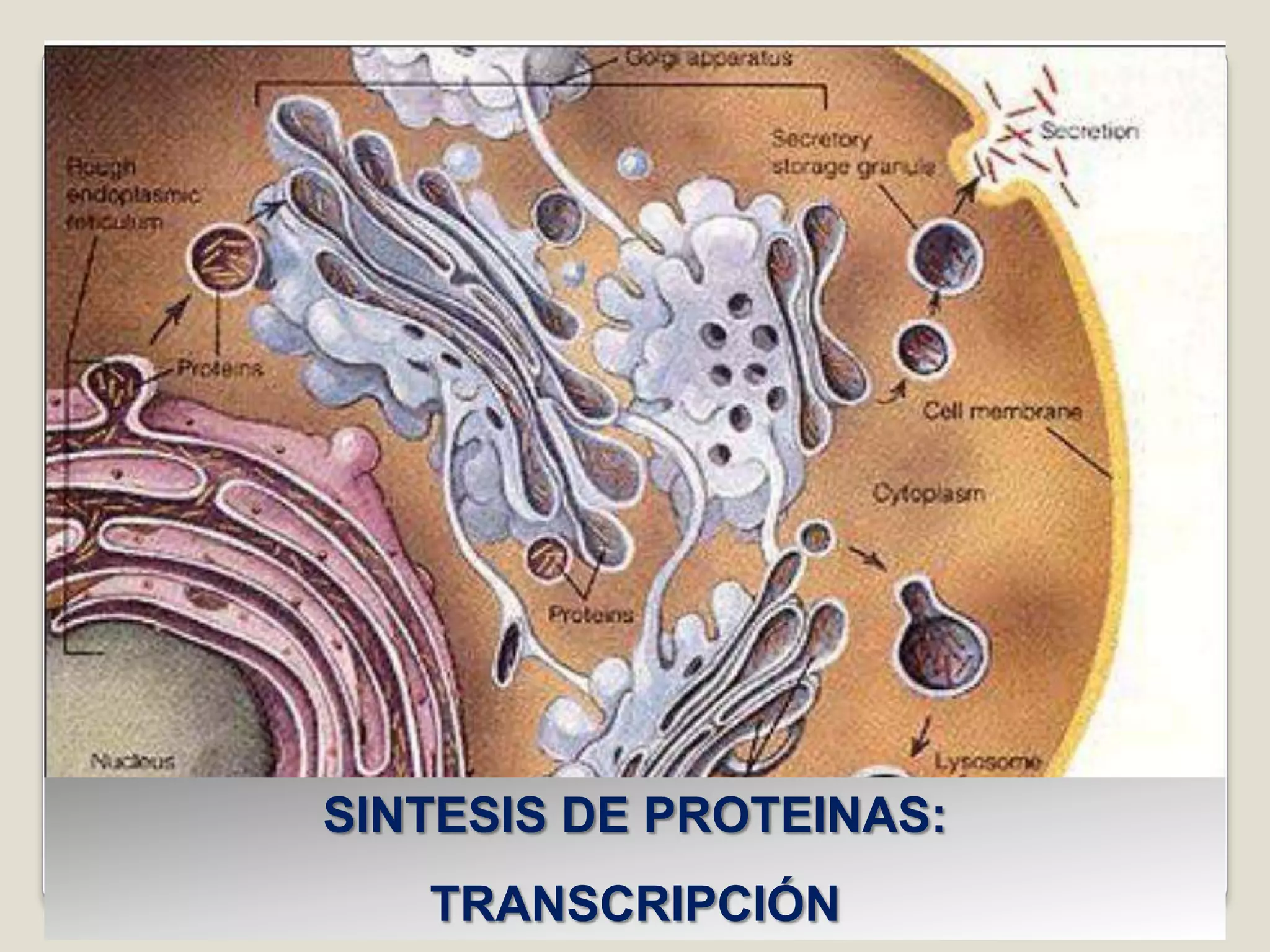 Sintesis Vector Sintesis De Proteinas | PPT