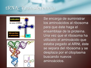 Se encarga de suministrar
los aminoácidos al ribosoma
para que éste haga el
ensamblaje de la proteína.
Una vez que el ribosoma ha
utilizado el aminoácido que
estaba pegado al ARNt, éste
se separa del ribosoma y se
desplaza por el citoplasma
buscando nuevos
aminoácidos.
tRNA: Transferencia
 