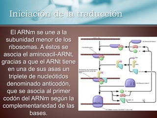 El ARNm se une a la
subunidad menor de los
ribosomas. A éstos se
asocia el aminoacil-ARNt,
gracias a que el ARNt tiene
en una de sus asas un
triplete de nucleótidos
denominado anticodón,
que se asocia al primer
codón del ARNm según la
complementariedad de las
bases.
Iniciación de la traducción
 