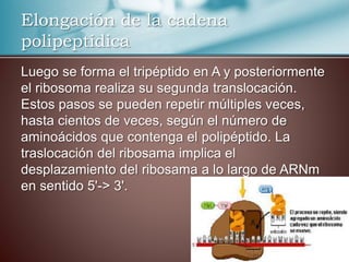 Luego se forma el tripéptido en A y posteriormente
el ribosoma realiza su segunda translocación.
Estos pasos se pueden repetir múltiples veces,
hasta cientos de veces, según el número de
aminoácidos que contenga el polipéptido. La
traslocación del ribosama implica el
desplazamiento del ribosama a lo largo de ARNm
en sentido 5'-> 3'.
Elongación de la cadena
polipeptídica
 
