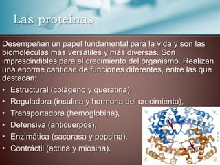 Desempeñan un papel fundamental para la vida y son las
biomoléculas más versátiles y más diversas. Son
imprescindibles para el crecimiento del organismo. Realizan
una enorme cantidad de funciones diferentes, entre las que
destacan:
• Estructural (colágeno y queratina)
• Reguladora (insulina y hormona del crecimiento),
• Transportadora (hemoglobina),
• Defensiva (anticuerpos),
• Enzimática (sacarasa y pepsina),
• Contráctil (actina y miosina).
Las proteínas
 