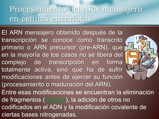 El ARN mensajero obtenido después de la
transcripción se conoce como transcrito
primario o ARN precursor (pre-ARN), que
en la mayoría de los casos no se libera del
complejo de transcripción en forma
totalmente activa, sino que ha de sufrir
modificaciones antes de ejercer su función
(procesamiento o maduración del ARN).
Procesamiento del ARN mensajero
en células eucariotas
Entre esas modificaciones se encuentran la eliminación
de fragmentos (splicing), la adición de otros no
codificados en el ADN y la modificación covalente de
ciertas bases nitrogenadas.
 