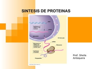 SINTESIS DE PROTEINAS Prof. Sheila Antequera 