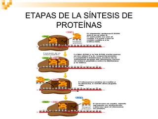 ETAPAS DE LA SÍNTESIS DE PROTEÍNAS 