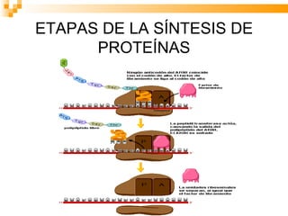 ETAPAS DE LA SÍNTESIS DE PROTEÍNAS 