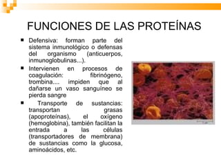 FUNCIONES DE LAS PROTEÍNAS Defensiva: forman parte del sistema inmunológico o defensas del organismo (anticuerpos, inmunoglobulinas...).  Intervienen en procesos de coagulación: fibrinógeno, trombina.... impiden que al dañarse un vaso sanguíneo se pierda sangre Transporte de sustancias: transportan grasas (apoproteínas), el oxígeno (hemoglobina), también facilitan la entrada a las células (transportadores de membrana) de sustancias como la glucosa, aminoácidos, etc. 