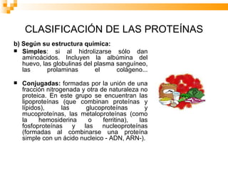 CLASIFICACIÓN DE LAS PROTEÍNAS b) Según su estructura química: Simples : si al hidrolizarse sólo dan aminoácidos. Incluyen la albúmina del huevo, las globulinas del plasma sanguíneo, las prolaminas el colágeno... Conjugadas:  formadas por la unión de una fracción nitrogenada y otra de naturaleza no proteica. En este grupo se encuentran las lipoproteínas (que combinan proteínas y lípidos), las glucoproteínas y mucoproteínas, las metaloproteínas (como la hemosiderina o ferritina), las fosfoproteínas y las nucleoproteínas (formadas al combinarse una proteína simple con un ácido nucleico - ADN, ARN-). 