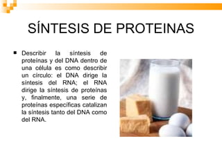 SÍNTESIS DE PROTEINAS Describir la síntesis de proteínas y del DNA dentro de una célula es como describir un círculo: el DNA dirige la síntesis del RNA; el RNA dirige la síntesis de proteínas y, finalmente, una serie de proteínas específicas catalizan la síntesis tanto del DNA como del RNA.  