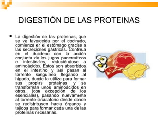 DIGESTIÓN DE LAS PROTEINAS La digestión de las proteínas, que se ve favorecida por el cocinado, comienza en el estómago gracias a las secreciones gástricas. Continua en el duodeno con la acción conjunta de los jugos pancreáticos e intestinales, reduciéndose a aminoácidos. Estos son absorbidos en el intestino y así pasan al torrente sanguíneo llegando al hígado, donde la utiliza para formar sus propias proteínas y se transforman unos aminoácidos en otros, (con excepción de los esenciales), pasando nuevamente al torrente circulatorio desde donde se redistribuyen hacia órganos y tejidos para formar cada una de las proteínas necesarias.  