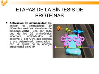 ETAPAS DE LA SÍNTESIS DE PROTEÍNAS Activación de aminoácidos : Se activan los aminoàcidos: 20 diferentes enzimas  sintetasas de aminoacil-ARNt  una por cada uno de los 20 aminoàcidos incorpora aminoàcidos, al extremo 3’ del ARNt que codifica a ese determinado aminoàcido  con la ayuda de la energìa proveniente del GTP  