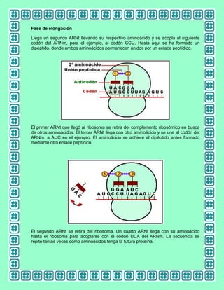 Fase de elongación
Llega un segundo ARNt llevando su respectivo aminoácido y se acopla al siguiente
codón del ARNm, para el ejemplo, al codón CCU. Hasta aquí se ha formado un
dipéptido, donde ambos aminoácidos permanecen unidos por un enlace peptídico.

El primer ARNt que llegó al ribosoma se retira del complemento ribosómico en busca
de otros aminoácidos. El tercer ARNt llega con otro aminoácido y se une al codón del
ARNm, a AUC en el ejemplo. El aminoácido se adhiere al dipéptido antes formado
mediante otro enlace peptídico.

El segundo ARNt se retira del ribosoma. Un cuarto ARNt llega con su aminoácido
hasta el ribosoma para acoplarse con el codón UCA del ARNm. La secuencia se
repite tantas veces como aminoácidos tenga la futura proteína.

 