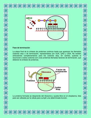 Fase de terminación
La etapa final de la síntesis de proteínas continúa hasta que aparecen los llamados
codones stop o de terminación, representados por UUA, UAG y UGA. No existen
anticodones complementarios para los codones stop. En cambio, quienes sí
reconocen a estos codones son unas proteínas llamadas factores de terminación, que
detienen la síntesis de proteínas.

La proteína formada se desprende del ribosoma y queda libre en el citoplasma, lista
para ser utilizada por la célula para cumplir una determinada función.

 