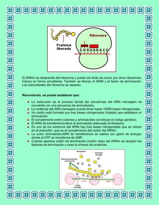 El ARNm se desprende del ribosoma y puede ser leído de nuevo por otros ribosomas,
incluso en forma simultánea. También se liberan el ARNt y el factor de terminación.
Las subunidades del ribosoma se separan.
Resumiendo, se puede establecer que:
La traducción es el proceso donde las secuencias del ARN mensajero se
convierten en una secuencia de aminoácidos.
La molécula del ARN mensajero puede tener hasta 10000 bases nitrogenadas.
Un codón está formado por tres bases nitrogenadas (triplete) que establece un
aminoácido.
El complemento entre codones y aminoácidos constituye el código genético.
El ARN de transferencia lleva el aminoácido adecuado al ribosoma.
En uno de los extremos del ARNt hay tres bases nitrogenadas que se ubican
en el anticodón, que es el complemento del codón del ARNm.
La unión aminoácido-ARN de transferencia se realiza con gasto de energía,
donde el ATP se transforma de AMP.
Cuando aparece codón de terminación (codón stop) del ARNm se acoplan los
factores de terminación y cesa la síntesis de proteínas.

 