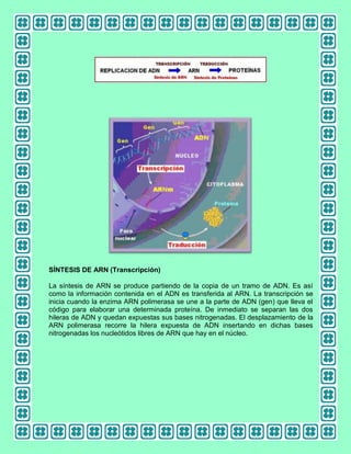 SÍNTESIS DE ARN (Transcripción)
La síntesis de ARN se produce partiendo de la copia de un tramo de ADN. Es así
como la información contenida en el ADN es transferida al ARN. La transcripción se
inicia cuando la enzima ARN polimerasa se une a la parte de ADN (gen) que lleva el
código para elaborar una determinada proteína. De inmediato se separan las dos
hileras de ADN y quedan expuestas sus bases nitrogenadas. El desplazamiento de la
ARN polimerasa recorre la hilera expuesta de ADN insertando en dichas bases
nitrogenadas los nucleótidos libres de ARN que hay en el núcleo.

 