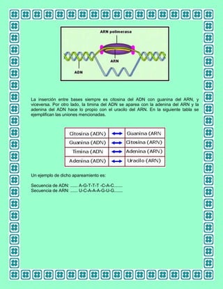 La inserción entre bases siempre es citosina del ADN con guanina del ARN, y
viceversa. Por otro lado, la timina del ADN se aparea con la adenina del ARN y la
adenina del ADN hace lo propio con el uracilo del ARN. En la siguiente tabla se
ejemplifican las uniones mencionadas.

Un ejemplo de dicho apareamiento es:
Secuencia de ADN: ...... A-G-T-T-T -C-A-C.......
Secuencia de ARN: ...... U-C-A-A-A-G-U-G.......

 
