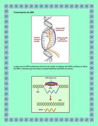 Transcripción de ARN

Luego que la ARN polimerasa termina de copiar la cadena del ADN se libera la hilera
de ARN, mientras que las bases complementarias del ADN se cierran.

 