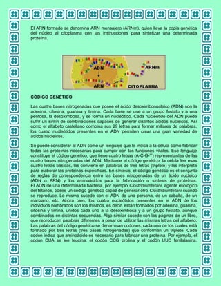 El ARN formado se denomina ARN mensajero (ARNm), quien lleva la copia genética
del núcleo al citoplasma con las instrucciones para sintetizar una determinada
proteína.

CÓDIGO GENÉTICO
Las cuatro bases nitrogenadas que posee el ácido desoxirribonucleico (ADN) son la
adenina, citosina, guanina y timina. Cada base se une a un grupo fosfato y a una
pentosa, la desoxirribosa, y se forma un nucleótido. Cada nucleótido del ADN puede
sufrir un sinfín de combinaciones capaces de generar distintos ácidos nucleicos. Así
como el alfabeto castellano combina sus 29 letras para formar millares de palabras,
los cuatro nucleótidos presentes en el ADN permiten crear una gran variedad de
ácidos nucleicos.
Se puede considerar al ADN como un lenguaje que le indica a la célula como fabricar
todas las proteínas necesarias para cumplir con las funciones vitales. Ese lenguaje
constituye el código genético, que tiene cuatro letras (A-C-G-T) representantes de las
cuatro bases nitrogenadas del ADN. Mediante el código genético, la célula lee esas
cuatro letras básicas, las convierte en palabras de tres letras (triplete) y las interpreta
para elaborar las proteínas específicas. En síntesis, el código genético es el conjunto
de reglas de correspondencia entre las bases nitrogenadas de un ácido nucleico
(ADN o ARN) y los aminoácidos para la fabricación o síntesis de proteínas.
El ADN de una determinada bacteria, por ejemplo Clostridiumtetani, agente etiológico
del tétanos, posee un código genético capaz de generar otro Clostridiumtetani cuando
se reproduce. Lo mismo sucede con el ADN de una persona, de un caballo, de un
manzano, etc. Ahora bien, los cuatro nucleótidos presentes en el ADN de los
individuos nombrados son los mismos, es decir, están formados por adenina, guanina,
citosina y timina, unidos cada uno a la desoxirribosa y a un grupo fosfato, aunque
combinados en distintas secuencias. Algo similar sucede con las páginas de un libro,
que reproducen palabras diferentes a pesar de utilizar las mismas letras del alfabeto.
Las palabras del código genético se denominan codones, cada uno de los cuales está
formado por tres letras (tres bases nitrogenadas) que conforman un triplete. Cada
codón indica que aminoácido es necesario para fabricar una proteína. Por ejemplo, el
codón CUA se lee leucina, el codón CCG prolina y el codón UUC fenilalanina.

 