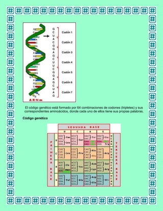 El código genético está formado por 64 combinaciones de codones (tripletes) y sus
correspondientes aminoácidos, donde cada uno de ellos tiene sus propias palabras.
Código genético

 