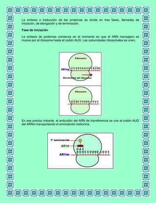 La síntesis o traducción de las proteínas se divide en tres fases, llamadas de
iniciación, de elongación y de terminación.
Fase de iniciación
La síntesis de proteínas comienza en el momento en que el ARN mensajero se
mueve por el ribosoma hasta el codón AUG. Las subunidades ribosomales se unen.

En ese preciso instante, el anticodón del ARN de transferencia se une al codón AUG
del ARNm transportando el aminoácido metionina.

 