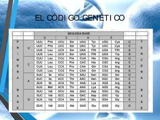 EL CÓDI GO GENÉTI CO

 