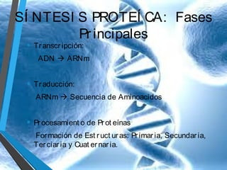SÍ NTESI S PROTEÍ CA: Fases
Pr incipales
• Tr anscr ipción:

ADN  ARNm

• Tr aducción:
ARNm  Secuencia de Aminoacidos

• Pr ocesamient o de Pr ot eínas
For mación de Est r uct ur as: Pr imar ia, Secundar ia,
Ter ciar ia y Cuat er nar ia.

 