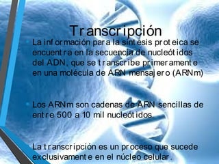 Tr anscr ipción

• La inf or mación par a la sínt esis pr ot eica se

encuent r a en la secuencia de nucleót idos
del ADN, que se t r anscr ibe pr imer ament e
en una molécula de ARN mensaj er o (ARNm)

• Los ARNm son cadenas de ARN sencillas de
ent r e 500 a 10 mil nucleót idos.

• La t r anscr ipción es un pr oceso que sucede
exclusivament e en el núcleo celular .

 