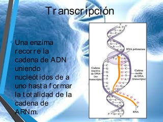 Tr anscr ipción
• Una enzima

r ecor r e la
cadena de ADN
uniendo
nucleót idos de a
uno hast a f or mar
la t ot alidad de la
cadena de
ARNm.

 