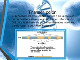 Tr anscr ipción

• El pr ocesamient o del ARNm consist e en la escisión

de par t es del mismo que no cont ienen inf or mación
út il par a la sínt esis de pr ot eínas llamados int r ones,
dando lugar a un ARNm madur o.

 