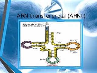 ARN t r ansf er encial (ARNt )

 