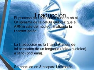 Tr aducción

• El pr oceso de t r aducción sucede en el
Cit oplasma de la célula una vez que el
ARNm sale del núcleo f inalizada la
t r anscr ipción.
• La t r aducción es la t r ansf er encia de

inf or mación de un lenguaj e (ácido nucleico)
a ot r o (pr ot eína).

• Se pr oduce en 3 et apas: I niciación,

 