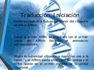 Tr aducción: I niciación
• Comienza cuando la Subunidad Menor
se une al ARNm.

del r ibosoma

• Luego el

pr imer ARNt se empar ej a con el pr imer
codón del ARNm llevando el aminoácido
cor r espondient e.

• Ahor a la subunidad

r ibosómica mayor se une a la
menor , y el ARNm queda encer r ado por ambas y el
ARNt queda en el pr imer espacio de la unidad
r ibosomal.

 