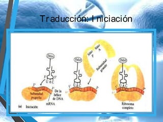Tr aducción: I niciación

 