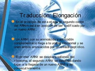 Tr aducción: Elongación
En el pr incipio de est a et apa, el segundo codón

del ARNm est á en posición de ser codif icado por
un nuevo ARNt .

Un ARNt

con su aminoácido y ant icodón
complement ar io llega a la unidad r ibosomal y se
unen ambos aminoácidos por un enlace pept ídico.

El pr imer

ARNt se desplaza saliendo del
r ibosoma, el segundo ARNt se desplaza dando
lugar a la llegada de un nuevo ARNt y así
consecut ivament e.

 