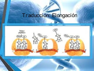 Tr aducción: Elongación

 