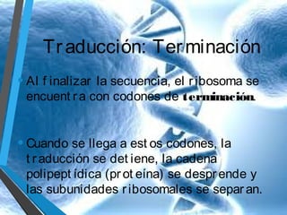 Tr aducción: Ter minación
• Al f inalizar

la secuencia, el r ibosoma se
encuent r a con codones de terminación.

• Cuando se llega a est os codones, la

t r aducción se det iene, la cadena
polipept ídica (pr ot eína) se despr ende y
las subunidades r ibosomales se separ an.

 