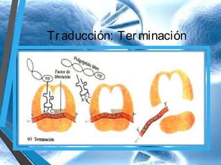 Tr aducción: Ter minación

 