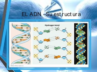 EL ADN –Su est r uct ur a

 