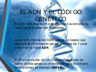 EL ADN Y EL CÓDI GO
GENÉTI CO

• El ADN cont iene la inf or mación par a la sínt esis de
t odas las pr ot eínas del or ganismo.

• La por ción mínima del ADN (par es de bases) que

cont iene la inf or mación par a la sínt esis de 1 (una)
pr ot eínas se llama GEN.

• El sit io par t icular

de los Cr omosomas donde se
hallan dichos genes (o inf or mación par a la sínt esis
de pr ot eínas) es llamado LOCUS.

 