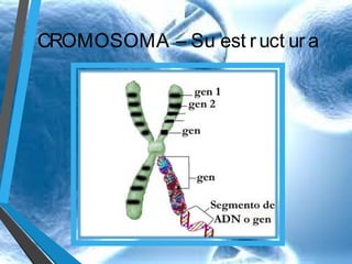 CROMOSOMA – Su est r uct ur a

 