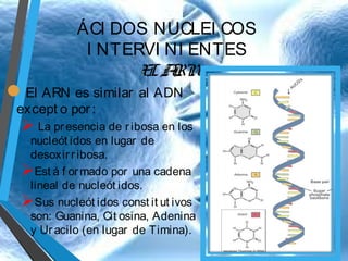 ÁCI DOS NUCLEI COS
I NTERVI NI ENTES
E A
L RN

El ARN es similar
except o por :

al ADN

 La pr esencia de r ibosa en los

nucleót idos en lugar de
desoxir r ibosa.
Est á f or mado por una cadena
lineal de nucleót idos.
Sus nucleót idos const it ut ivos
son: Guanina, Cit osina, Adenina
y Ur acilo (en lugar de Timina).

 